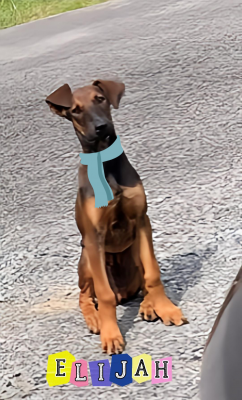 Doberman, Doberman picture 1