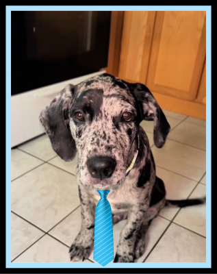 Catahoula,Catahoula pup picture 1