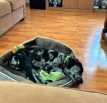 Catahoula,Catahoula pup picture 2