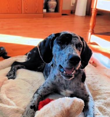 Catahoula,Catahoula pup picture 3