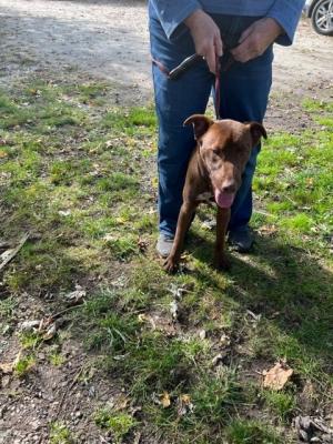 CHOCOLATE LAB border collie MIX PUP picture 2