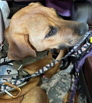 Golden Lab mixes picture 3