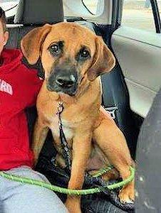 Golden Lab mixes picture 4