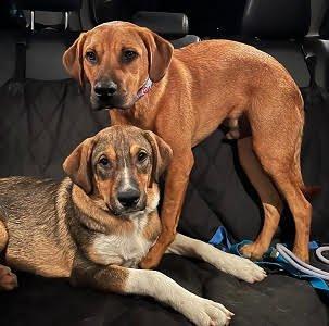 Golden Lab mixes picture 1