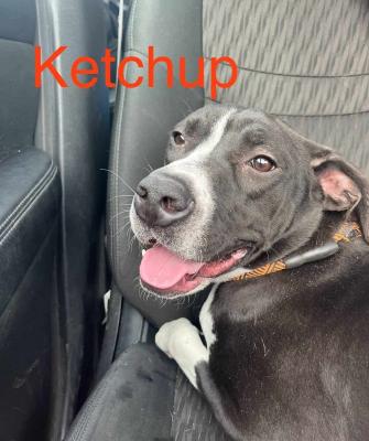 KETCH picture 2