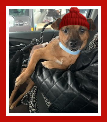 LIttle puggle, litle puggle picture 3