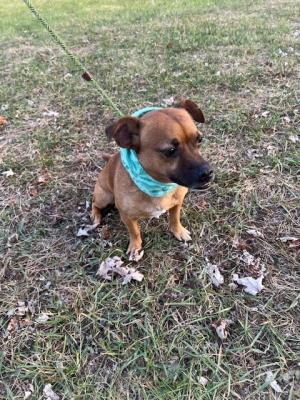LIttle puggle, litle puggle picture 4