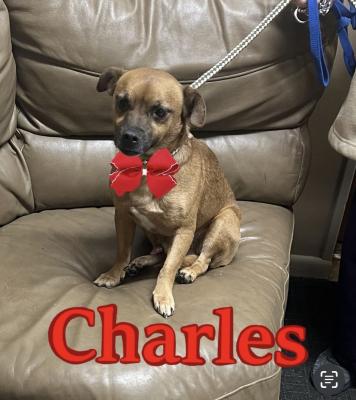 LIttle puggle, litle puggle picture 1