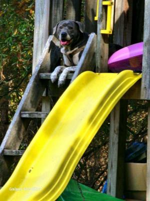 Roscoe picture 2