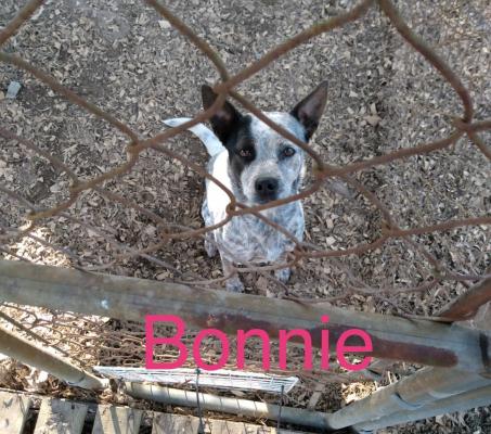 Bonnie picture 2
