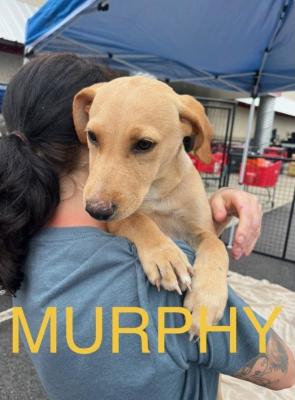 LAB MIX PUPPIES picture 1