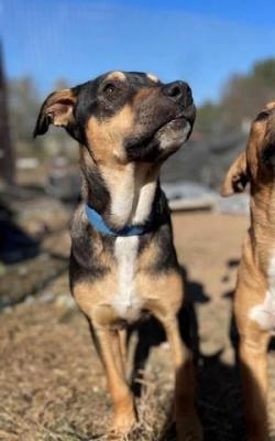 LAB MIX PUPPIES picture 2