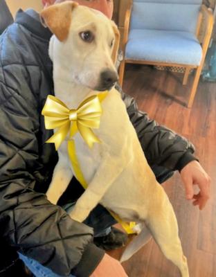 LAB MIX PUPPIES picture 3