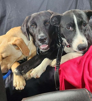 GORGEOUS LAB PUPS! picture 3