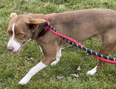 Adorable border collie female picture 2