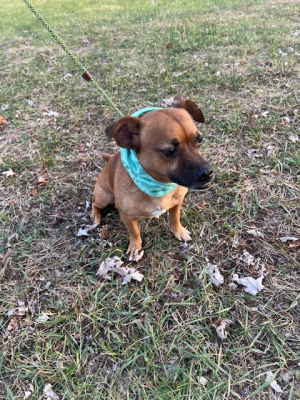 Puggle , Puggle picture 2