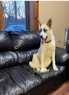 Canadian Eskimo /Swiss Berger  white shep picture 3