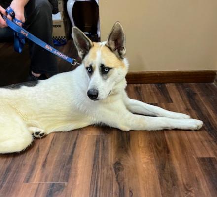 Canadian Eskimo /Swiss Berger  white shep picture 1