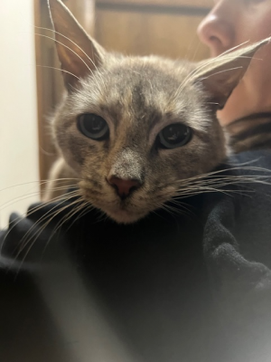 SIAMESE, SIAMESE picture 2