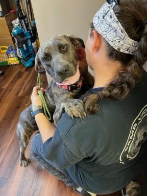 Silver Lab picture 2