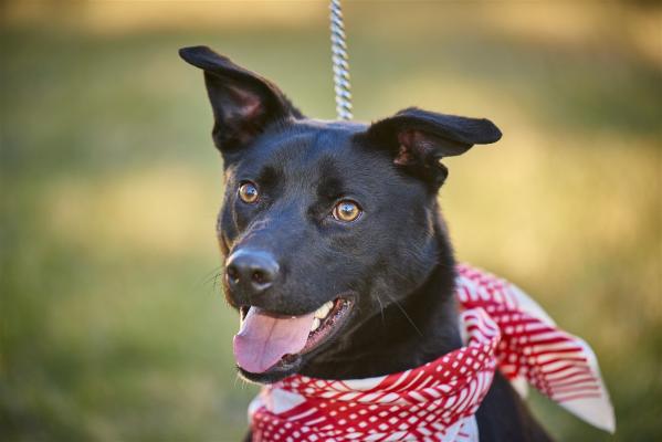 Border Collie lab Mx picture 3