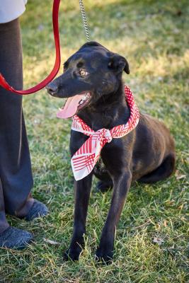 Border Collie lab Mx picture 2