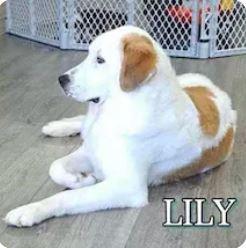 LILY picture 1