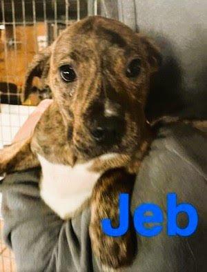 Jeb picture 1
