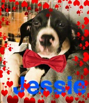 Jessie picture 1
