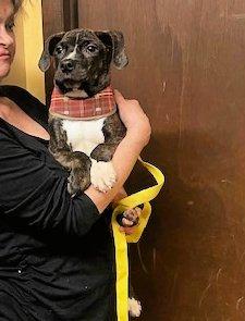Australian shep/ cattle dog lab mx pups picture 3