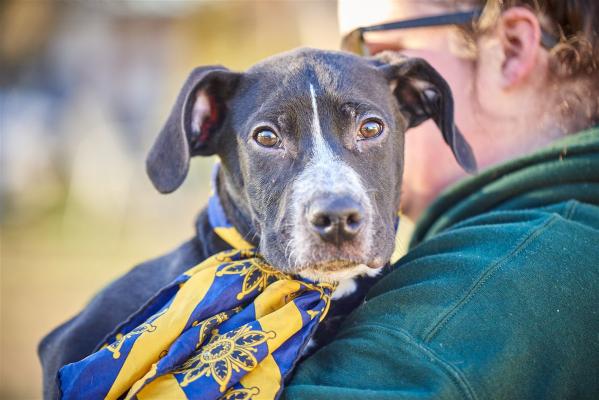 Australian shep/ cattle dog lab mx pups picture 2