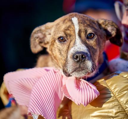 Australian shep/ cattle dog lab mx pups picture 1