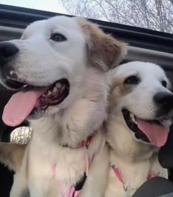 Great Pyrenees picture 3