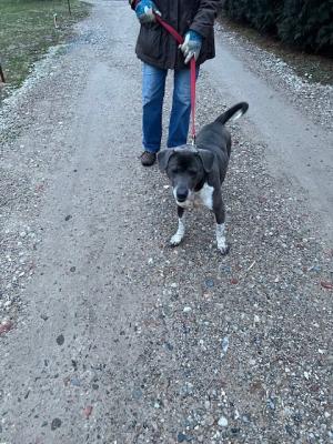 Silver lab mix picture 2