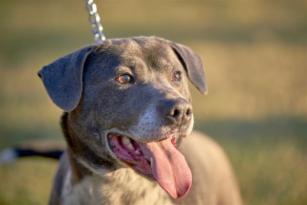 Silver lab mix picture 3
