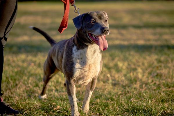 Silver lab mix picture 1