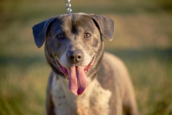 Silver lab mix picture 4
