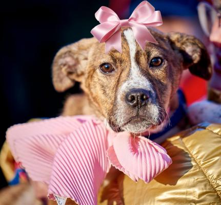 Australian shep & Puggle picture 1