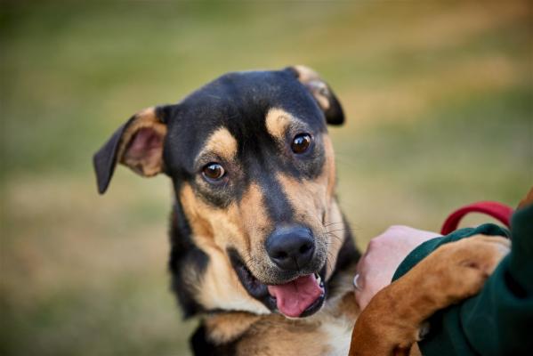Coonhound , Coonhound picture 3