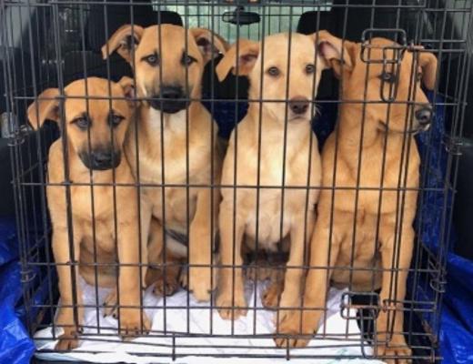 Golden lab mix puppies picture 1