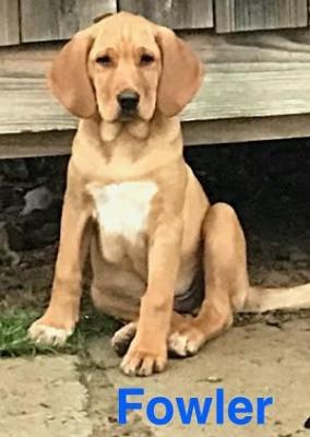 Golden lab mix puppies picture 2