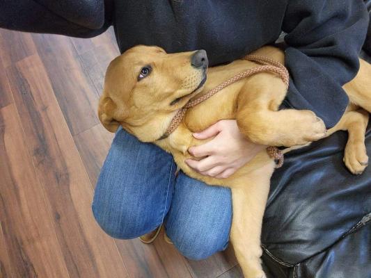 Beautiful, calm ,sweet ,yellow lab pups picture 2