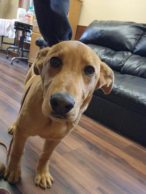 Beautiful, calm ,sweet ,yellow lab pups picture 3