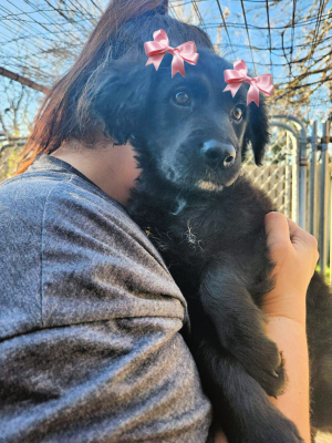 Borderdoodle, Borderdoodle picture 2