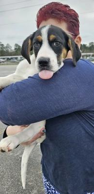 Beagle, Beagle pup picture 2