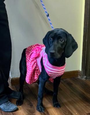 Black lab pup  mix females picture 4