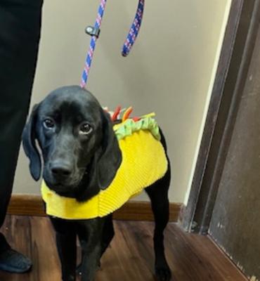 Female black lab mixes picture 4