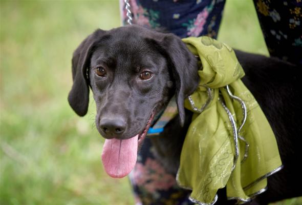 Female black lab mixes picture 2