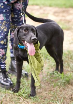 Female black lab mixes picture 1