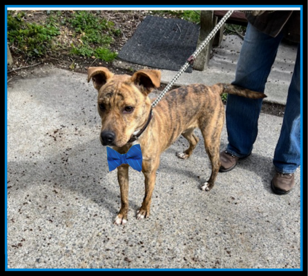 Catahoula Heeler picture 2